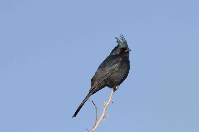 phainopepla-9033