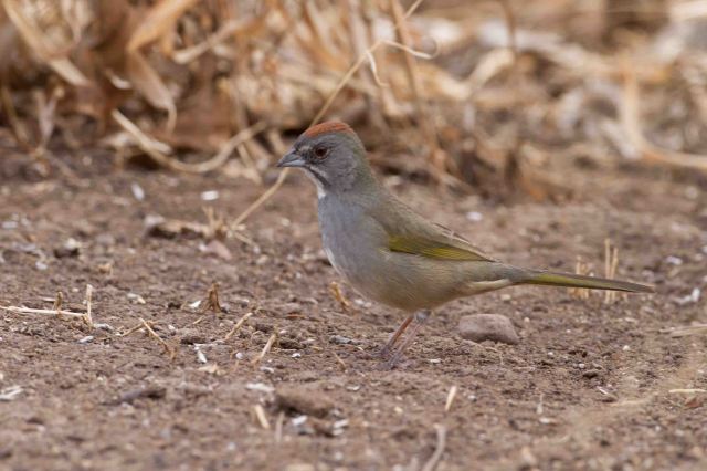 green-tailed-0267