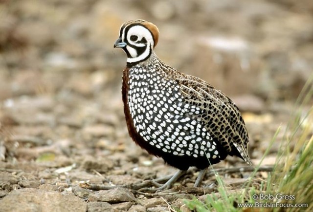 Montezuma_Quail_Bob_Gress_12