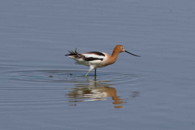avocet-3686