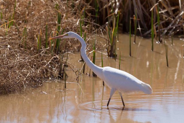 egret-3355