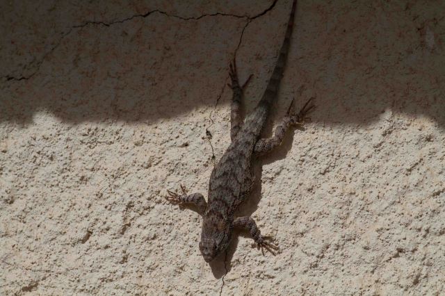 lizard-3713