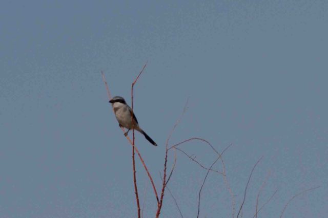 shrike-3663
