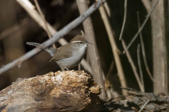 bewick's wren-7948