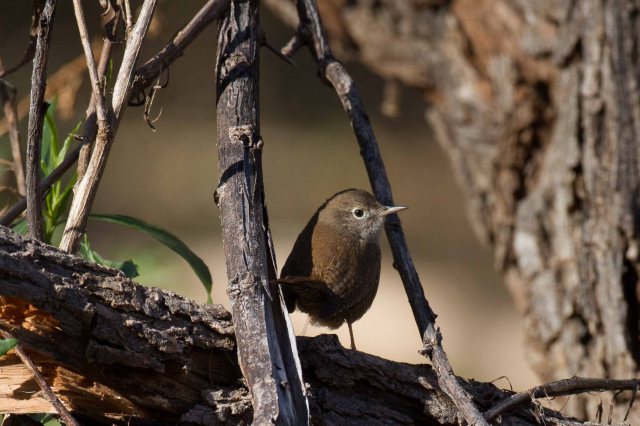 house wren-7964