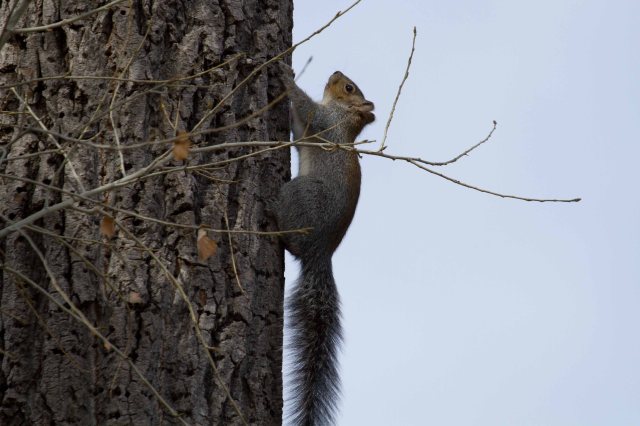 squirrel-1271