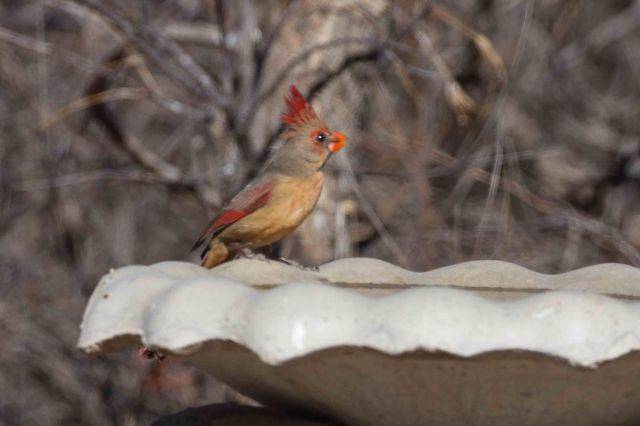 female card blurry-2890