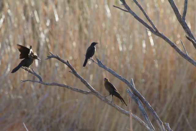 grackles-3257
