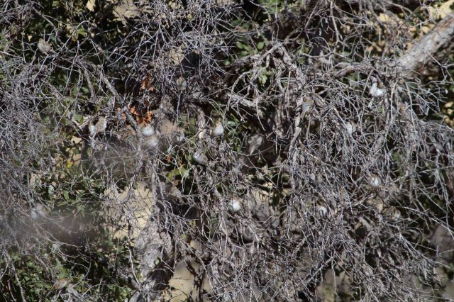 many cold chips-2399