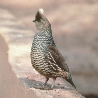 Scaled_Quail