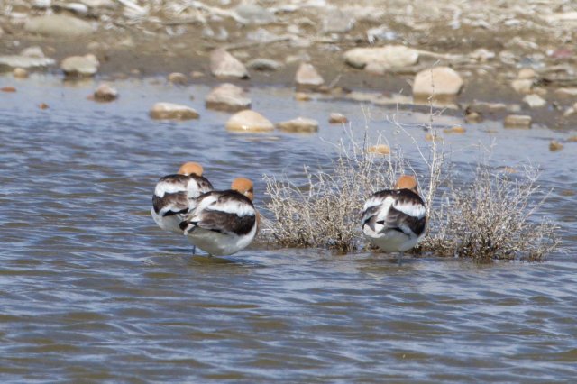 avocet bums-7126