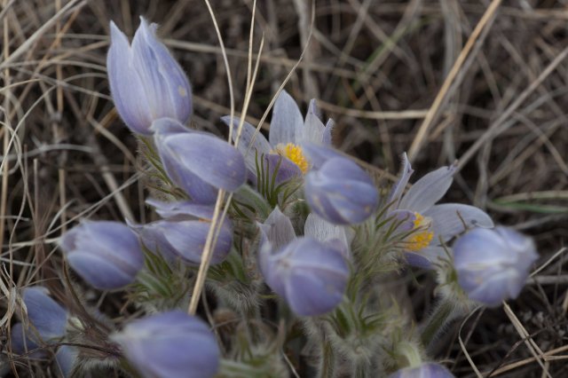 crocus1-1029