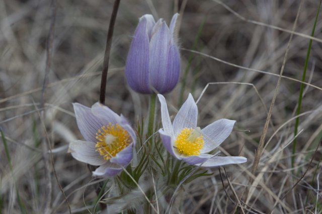 crocus2-1021