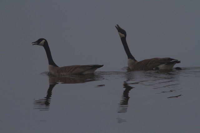 geese a'calling-7977