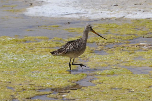 godwit-7148