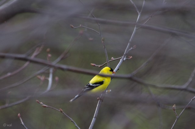 gold finch-1