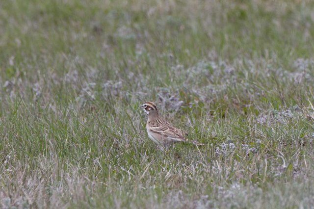 lark sparrow-7056