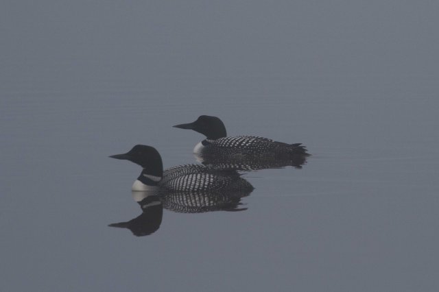 loons-7965
