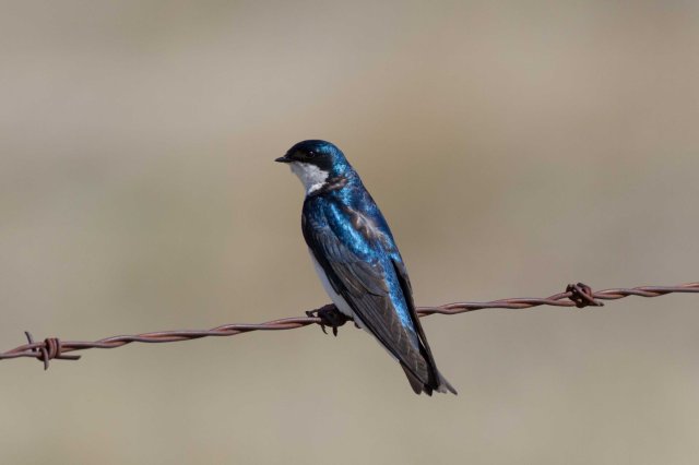tree swallow-7417