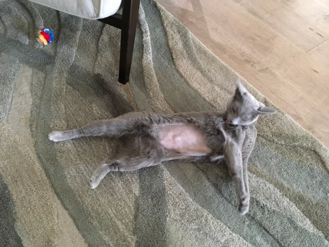 E4D791AC-6F75-43E2-BC4D-06CC26A5515F