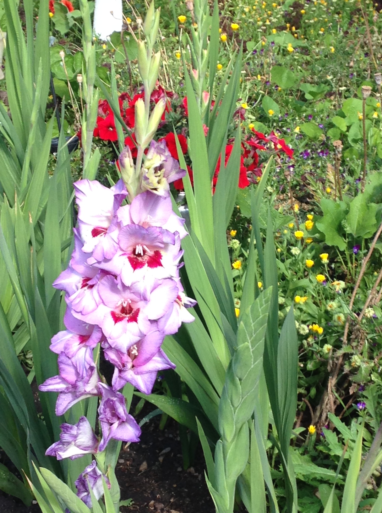 A68E305A-6403-4B4F-9C69-D23A1120C9BF