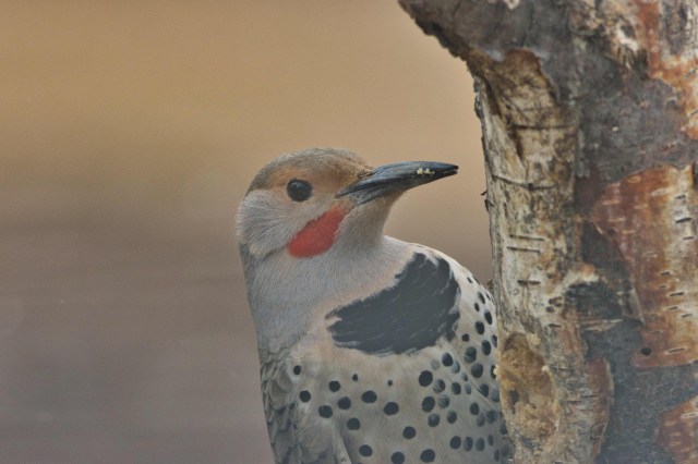 C84C1D2C-80CD-40F0-857C-07C670F76089