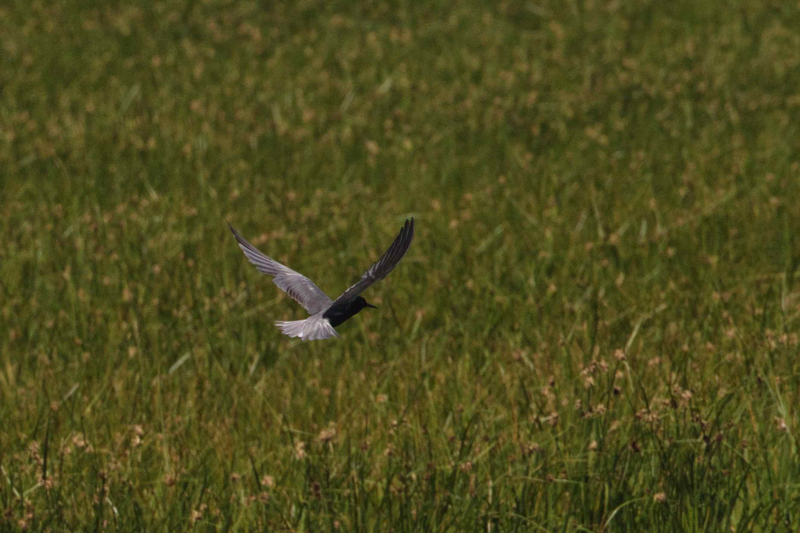 2DBA4A79-C17F-4353-9A6C-2B82C52489B0